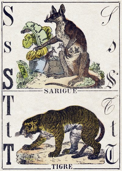 Lettre S Sarigue (opossum) ; T Tigre. Gravure dans « Alphabet des animaux sauvages ». 9e Série. Imagerie d
