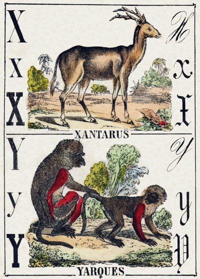 Lettre X Xantarus; Y Yarques. Gravure dans "Alphabet des animaux sauvages". 9e Série. Imagerie d