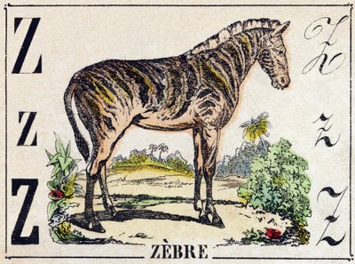 Lettre Z Zèbre. Gravure dans "Alphabet des animaux sauvages". 9e Série. Imagerie d