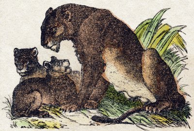Lionne. Gravure dans « Alphabet des animaux sauvages ». 9e Série. Imagerie d