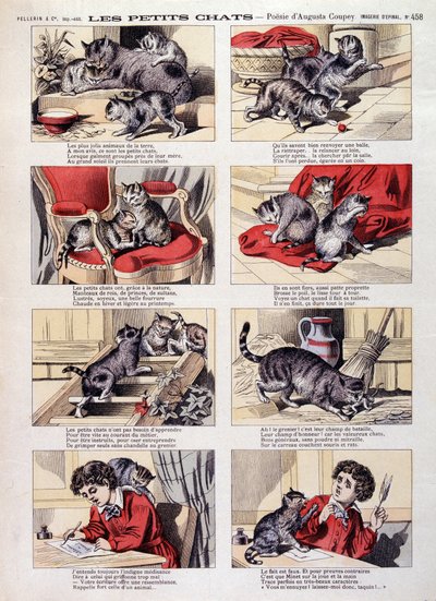 Petits chats - Imagerie d