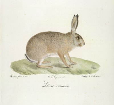 Lièvre commun, de Histoire Naturelle des Mammifères - French School