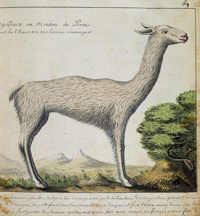 Lama, Pérou, aquarelle du journal de bord de Jacques Gouin de Beauchesne, capitaine de la Compagnie royale de la Mer du Sud, de 1698 à 1701, France - French School