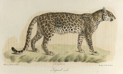 Léopard, mâle, de Histoire Naturelle des Mammifères - French School