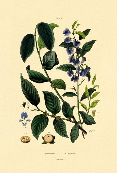 Prunier de lotus, 1833-39 - French School