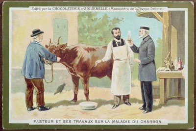 Louis Pasteur investiguant l