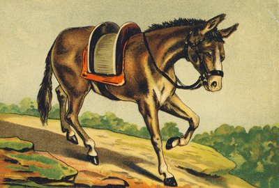 M comme Mulet - French School