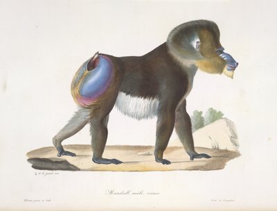 Mandrill, mâle, vieux. Un vieux mandrill, de Histoire Naturelle des Mammifères - French School