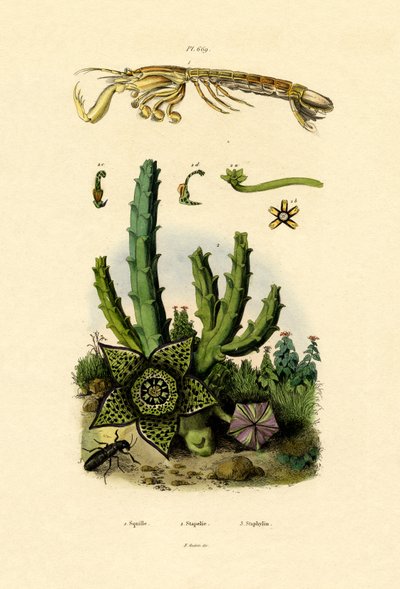 Crevette-mante, 1833-39 - French School