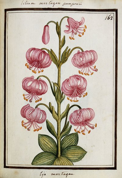 Lys martagon, c.1700 - French School