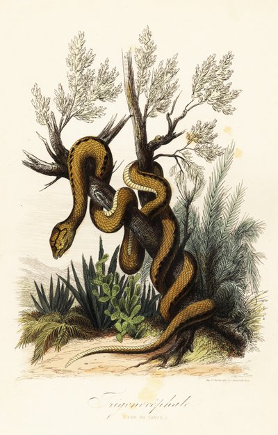 Fer-de-lance de Martinique, Bothrops lanceolatus - French School