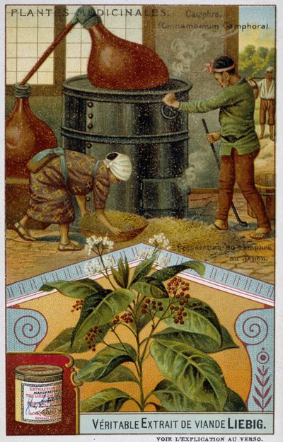 Plantes médicinales : camphre ; préparation du camphre au Japon - Chromo Liébig, v.1900 - French School