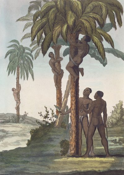 Hommes grimpant aux arbres pour le beurre de karité, Sénégal - French School