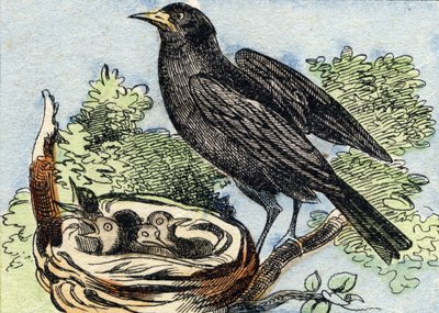 Merle. Gravure dans "Buffon Alphabet des Oiseaux n 2". 3e Série N 2. Imagerie d
