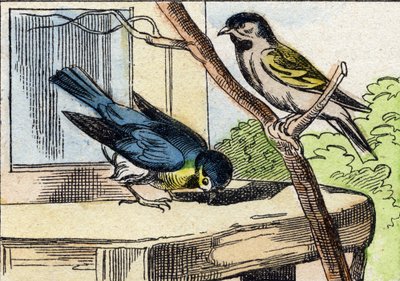 Mésange. Gravure dans "Buffon Alphabet des Oiseaux n 1". 3e Série N 1. Imagerie d