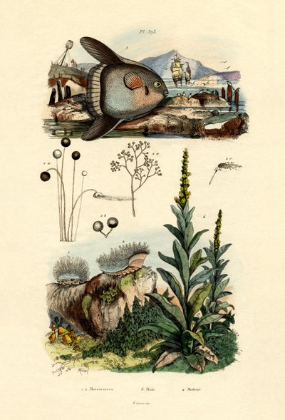 Moisissure - French School