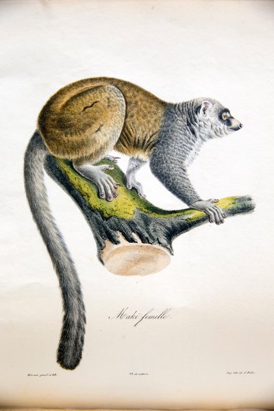 Lémur mangouste, de Histoire Naturelle des Mammifères, avec des figures originales, par Étienne Geoffroy Saint-Hilaire & Frédéric Cuvier, 1824-42 - French School