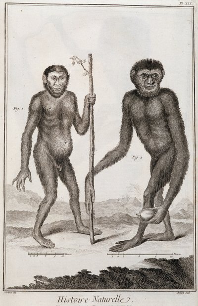 Singes Jocko et Gibbon - French School