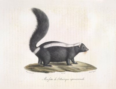 Moufette. Moufette, de Histoire Naturelle des Mammifères - French School