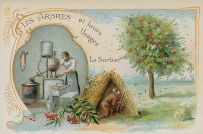 Sorbier des oiseleurs - French School