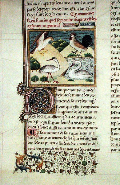 Ms 399 Les propriétés des oiseaux, du Livre des propriétés des choses par Barthélemy l
