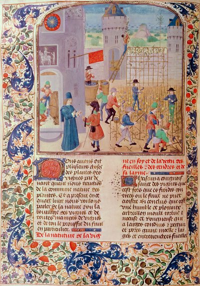 Ms 5064 fol.68v Travail dans le vignoble, du Livre des Prouffitz Champestres par Pietro de Crescenzi (1230-1321) - French School
