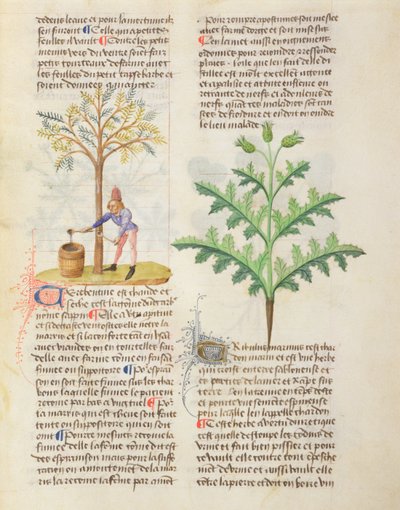 Extraction de la térébenthine, Ms. De Diversis Herbis par Dioscorides, fol.165r - French School