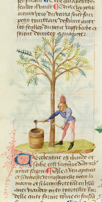 Ms Est 28 M.5.9 fol.165r Collecte de térébenthine, du Grand Herbier par Pedanius Dioscorides (vers 40-90 apr. J.-C.) - French School