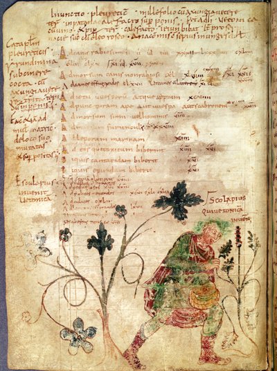 Ms Latin 6862 fol.18v Esculape découvrant la bétoine, d