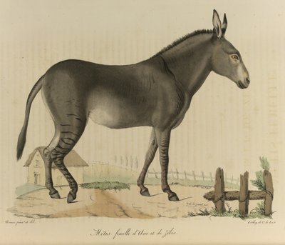 Métis femelle, de Histoire Naturelle des Mammifères - French School