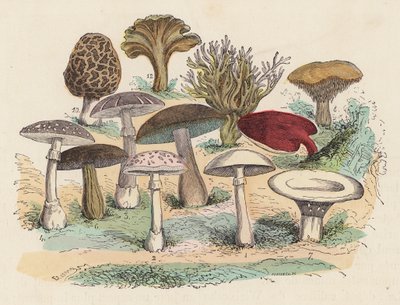 Champignons - French School