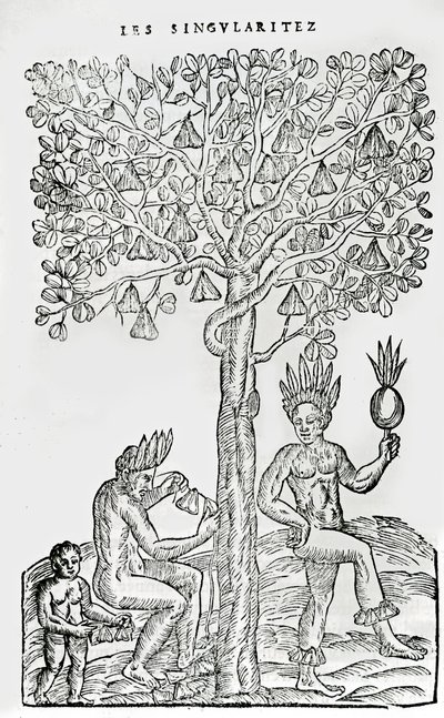 Nana fuit, plante médicinale, illustration de Singularités de la France Antarctique, par André de Thevet, 1558 - French School