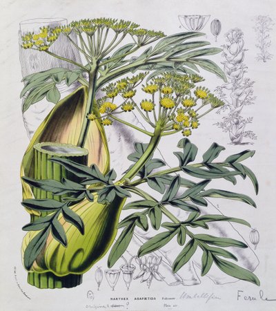 Narthex Asafoetida - French School