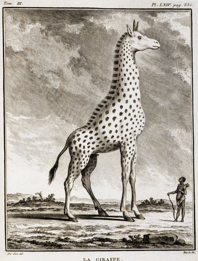 Histoire naturelle : La Girafe - dans "Histoire naturelle, générale et particulière" par Buffon - French School