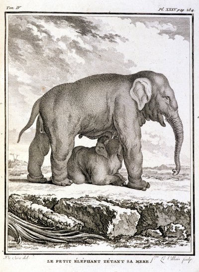 Histoire naturelle : Le petit éléphant taquinant sa mère - dans "Histoire naturelle, générale et particulière" par Buffon - French School