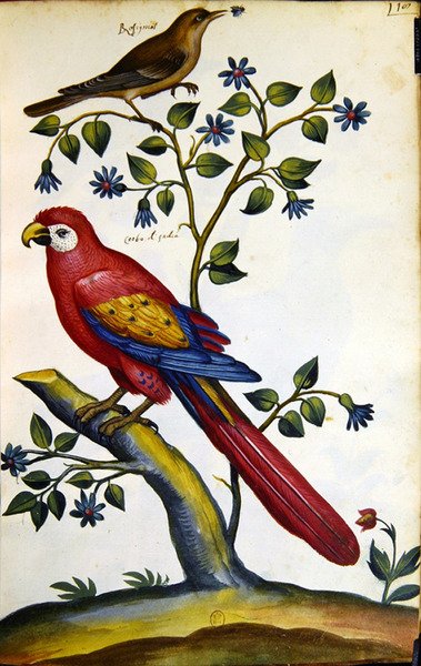 Rossignol et Perroquet - French School