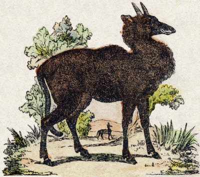 Nyl-ghau (Nyl ghau, animal indien). Gravure dans « Alphabet des animaux sauvages ». 9e Série. Imagerie d