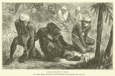 Orang-Outang et Mias - French School