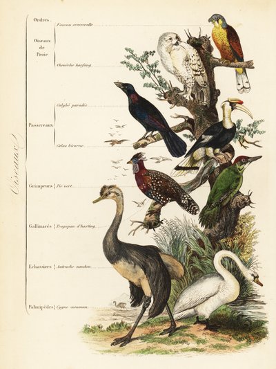 Ordres des oiseaux : crécerelle, Falco tinnunculus, harfang des neiges vulnérable, Bubo scandiacus, étourneau superbe, Lamprotornis chalybaeus, grand calao, Buceros bicornis, pic vert européen, Picus viridis, tragopan occidental, Tragopan melanocephalus - French School