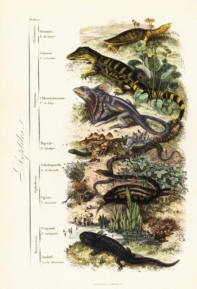 Ordres de reptiles : tortue molle indienne vulnérable, Nilssonia gangetica, caïman à lunettes, Caiman crocodilus, lézard à collerette, Chlamydosaurus kingii, pied écailleux commun, Pygopus lepidopodus, lézard de verre européen, Pseudopus apodus, vipère com - French School