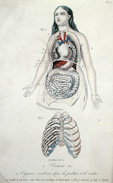 Organes dans la poitrine et l