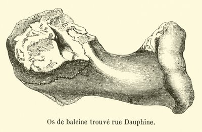 Os de baleine trouvé rue Dauphine - French School