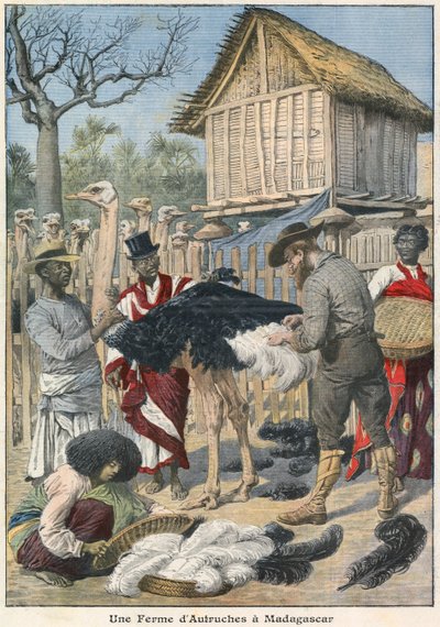 Ferme d