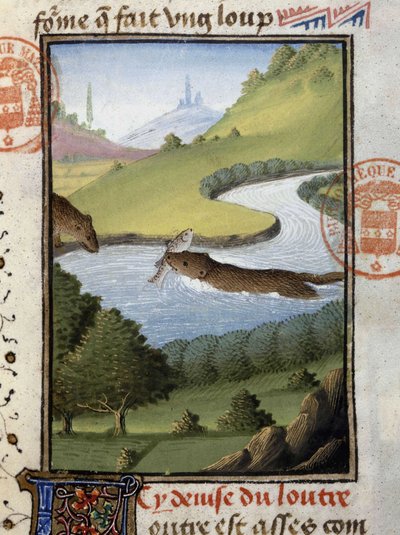 Loutre - dans « Livre de chasse de Gaston Phébus, comte de Foix, seigneur de Béarn » - French School