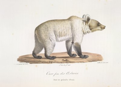 Ours femelle des Asturies. Ours brun espagnol femelle, tiré de Histoire Naturelle des Mammifères - French School