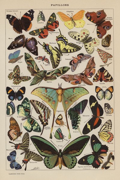 Papillons - French School