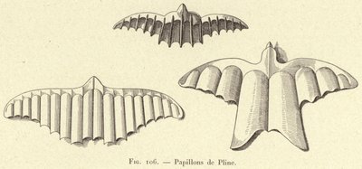 Papillons de Pline - French School