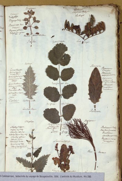 Herbier de Philibert Commerson (1727-73) - French School