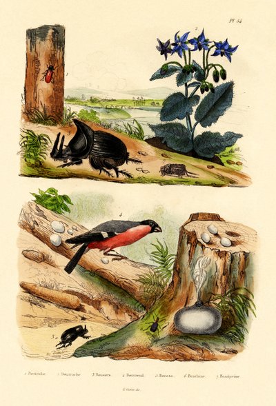 Charançon du pin, 1833-39 - French School