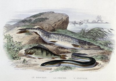 Poissons : Le brochet, la perche, l